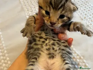 Bengal cats 5 Bengal x 1 snow lynx Bengal 4 brown spotted - Advert 18