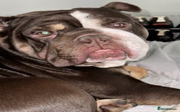 English Bulldog dogs for sale: Harry - Image 4