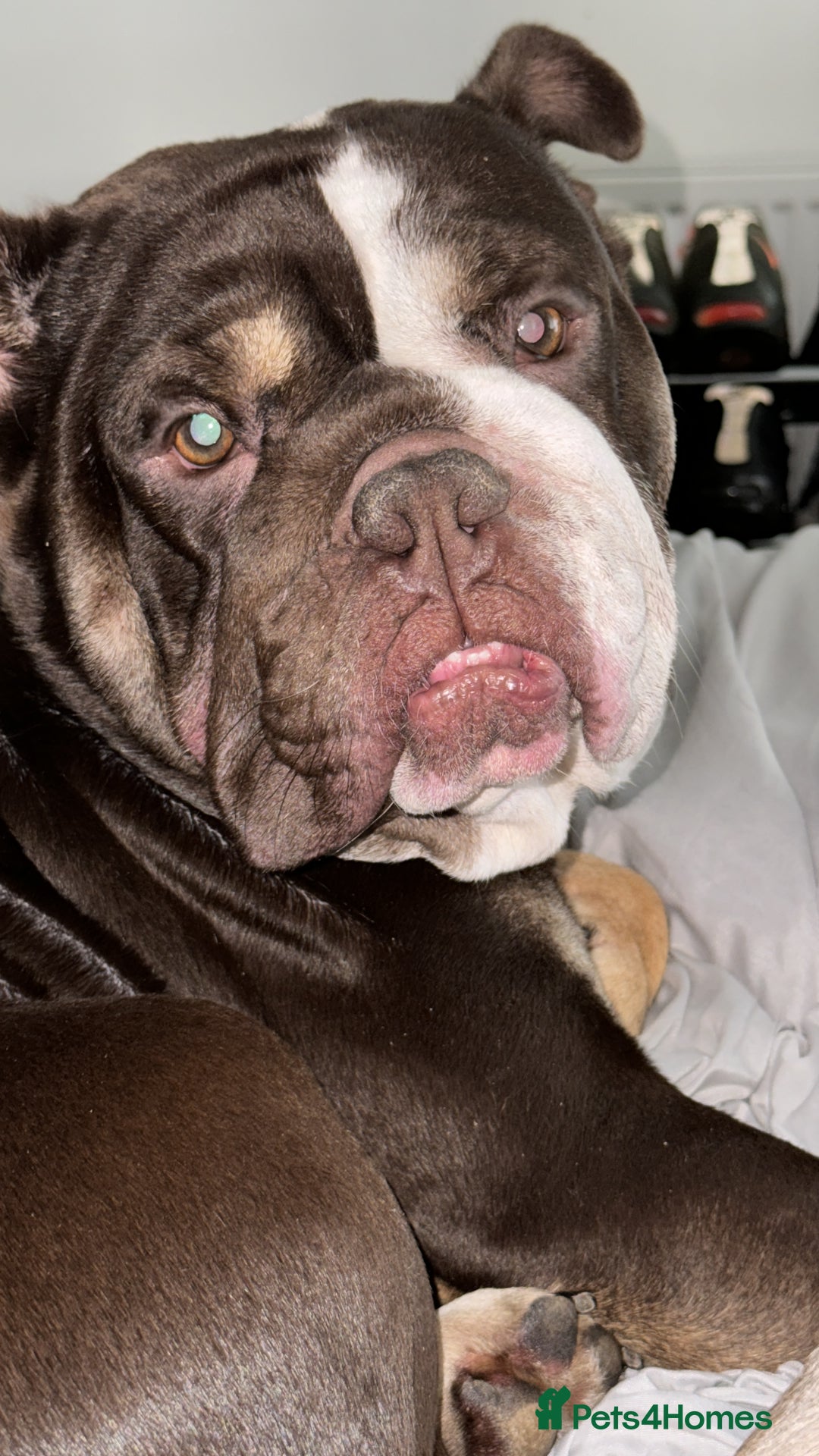 English Bulldog dogs for sale: Harry - Image 4