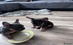 French Bulldog dogs for sale: 🐾 4 Beautiful French Bulldog Puppies 🐾 - Image 15