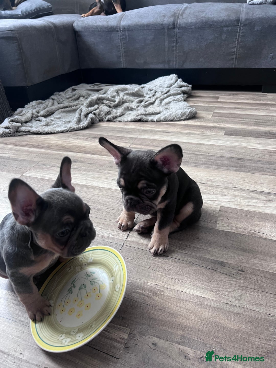 French Bulldog dogs for sale: 🐾 4 Beautiful French Bulldog Puppies 🐾 - Image 15