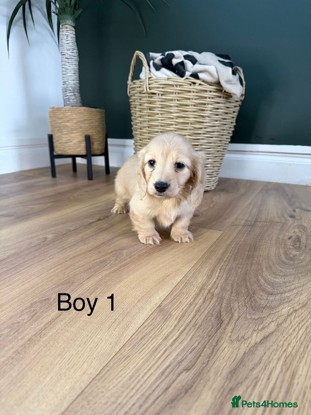 Miniature Dachshund dogs for sale: Longhair miniature dachshund  - Advert 4