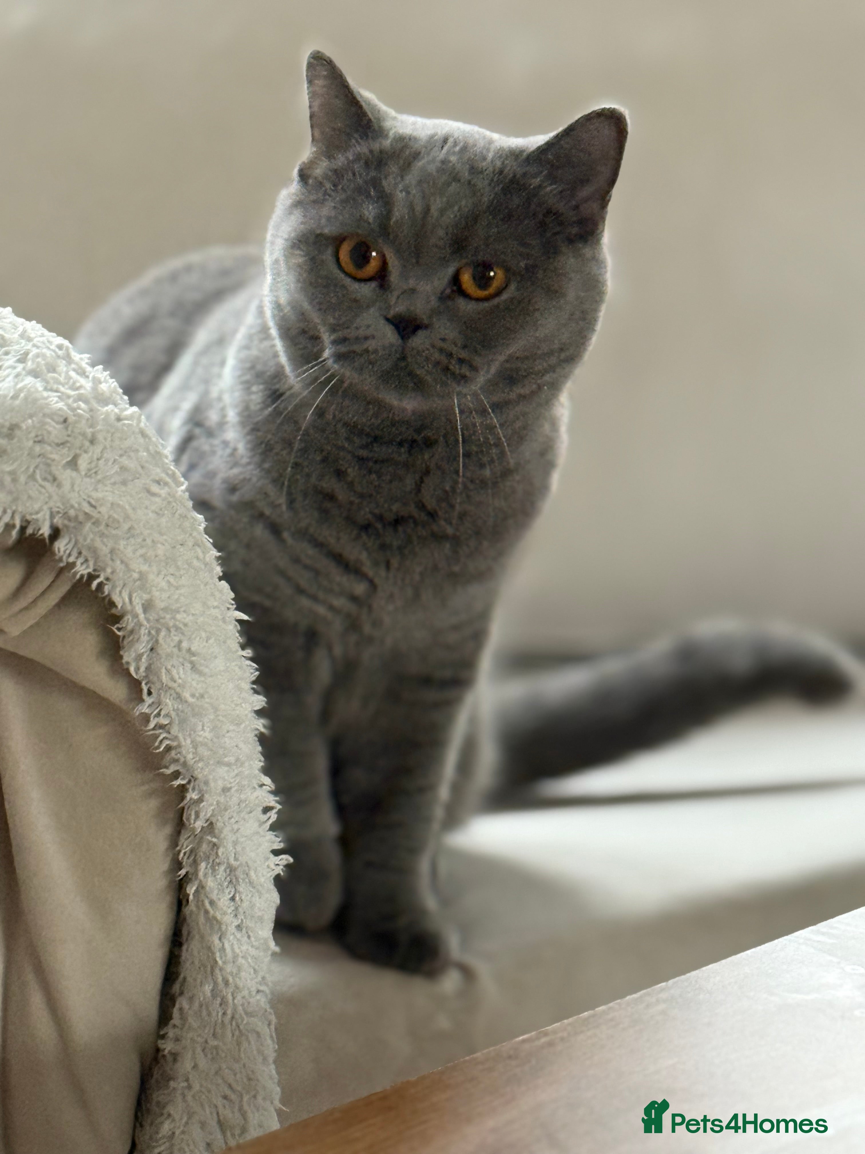 British Shorthair cats Blue British Shorthair Sisters Sold Together 🌸 - Advert 1