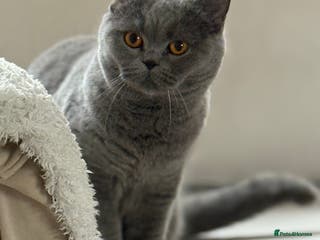 British Shorthair cats Blue British Shorthair Sisters Sold Together 🌸 - Advert 2