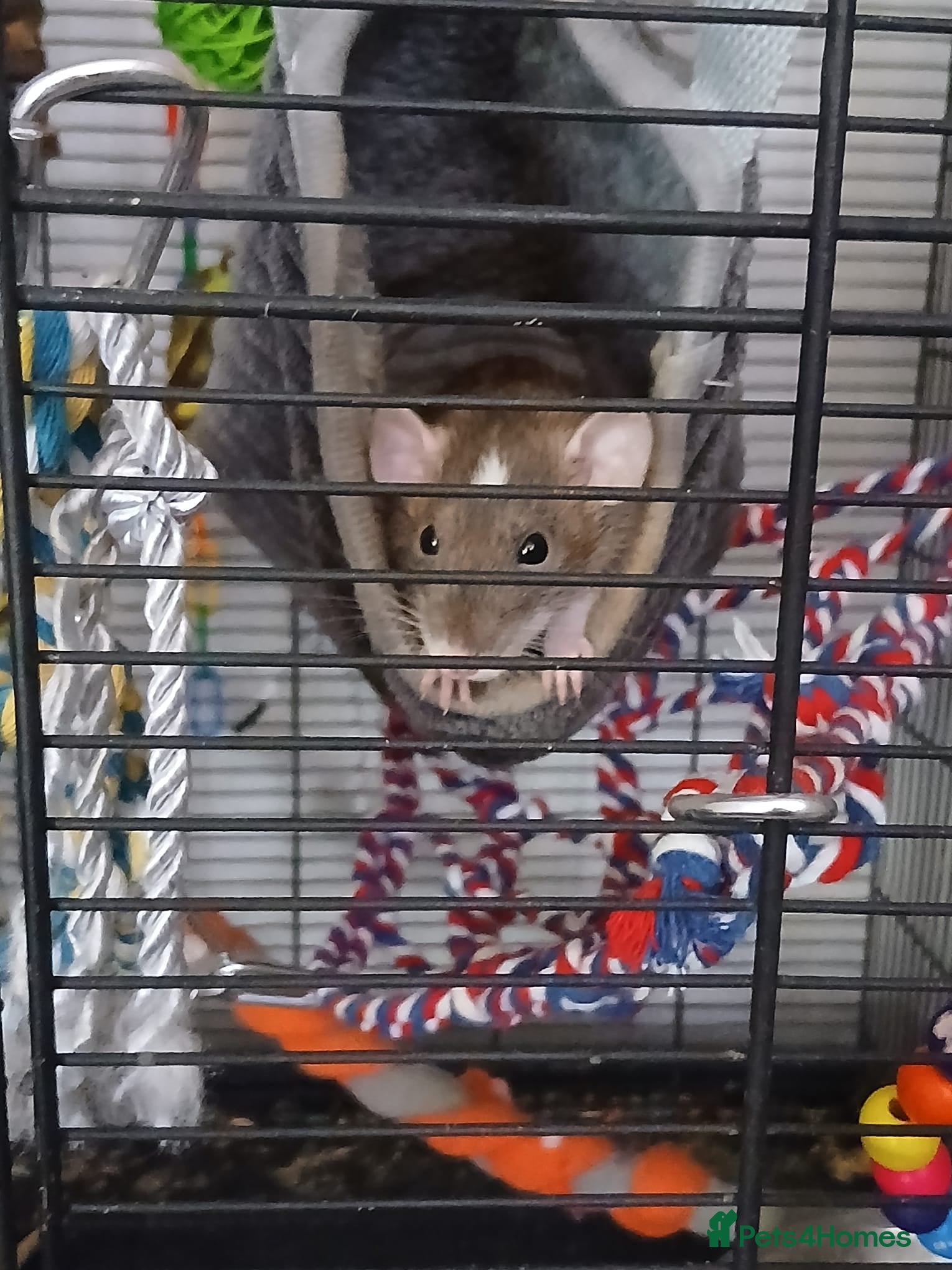 Rat rodents Dumbo Dwarf Rats - Advert 4