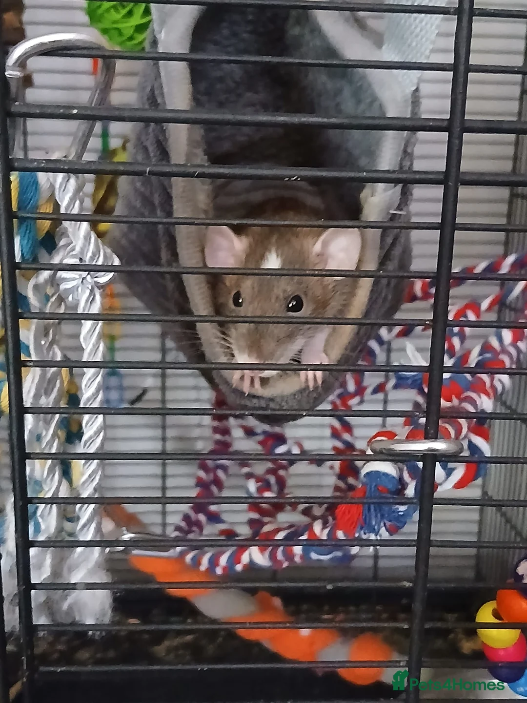 Rat rodents for sale: Dumbo Dwarf Rats - Advert 1