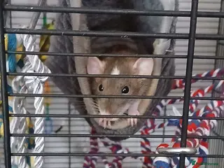 Rat rodents Dumbo Dwarf Rats - Advert 2