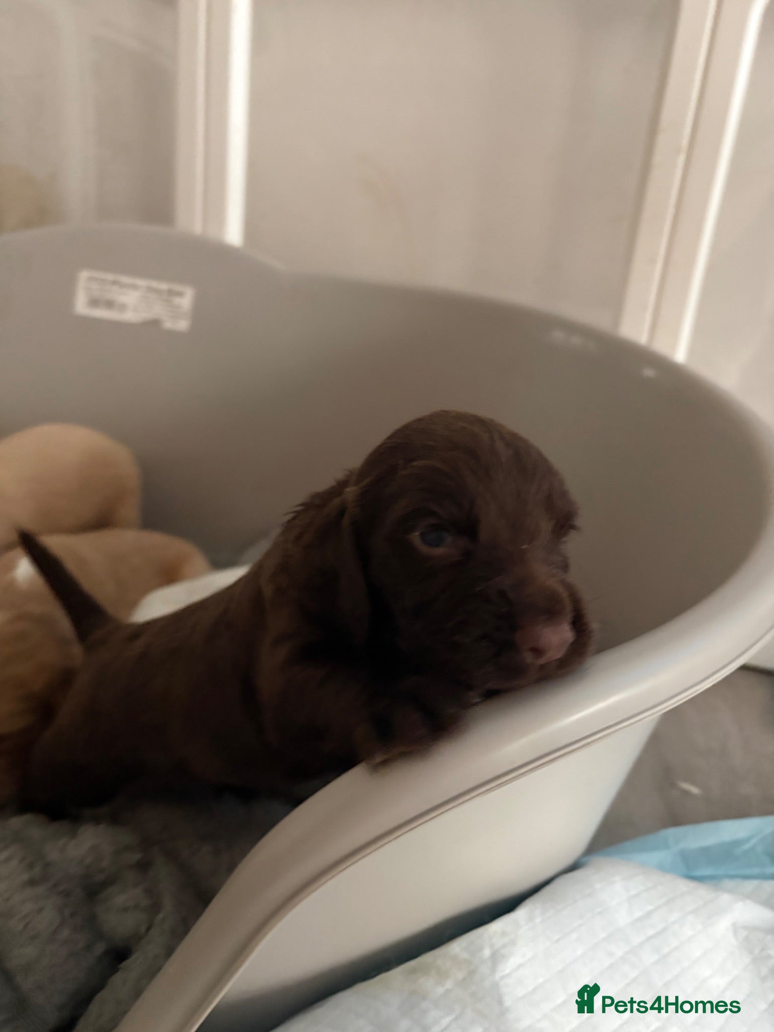 Cocker Spaniel dogs Six gorgeous cocker spaniel pups - Advert 2