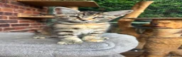 Maine Coon cats for sale:  READY TODAY Maine Coon Kittens - Advert 5