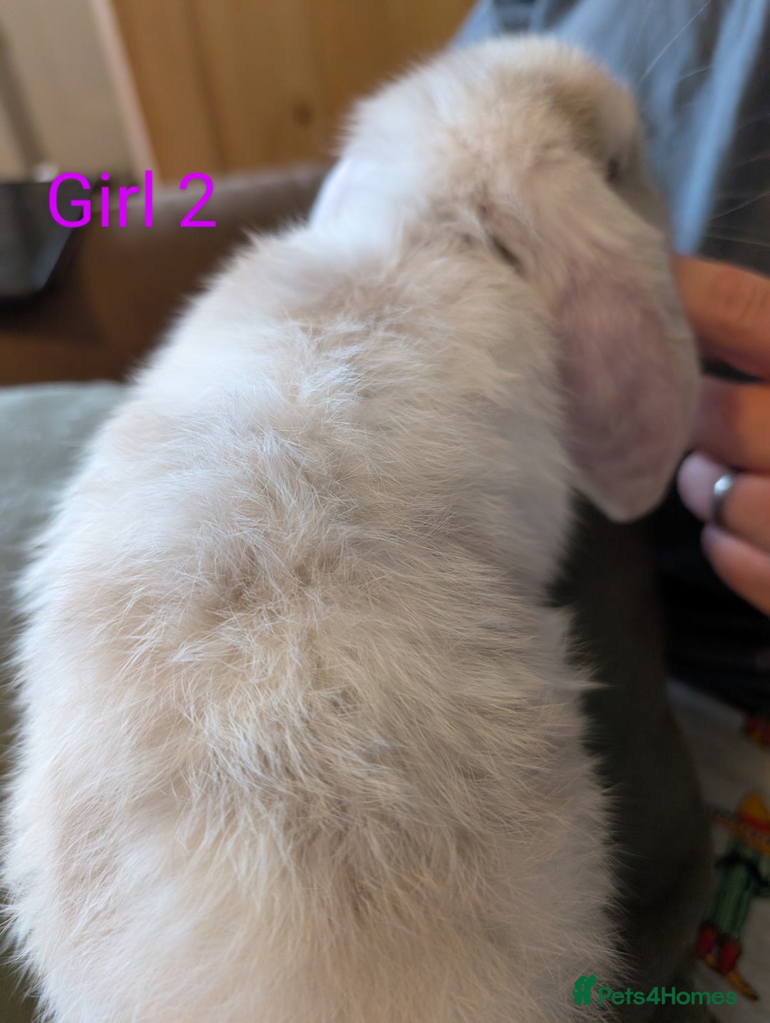 French Lop rabbits for sale: Magpie / Harli french lops  - Image 3