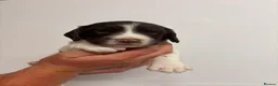 English Springer Spaniel dogs for sale: Beautiful English springer Spaniels  - Advert 20