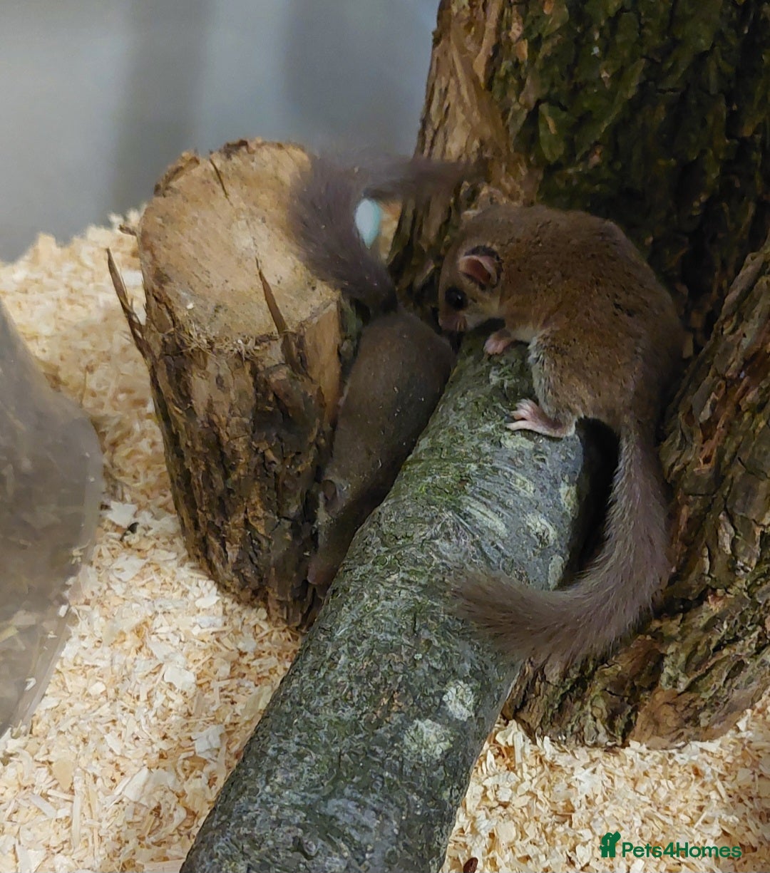 Mouse rodents African pygmy dormice - Advert 1