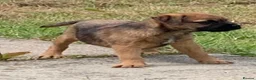 Border Terrier dogs for sale: Champion bred companion  - Advert 4