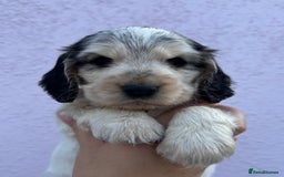 Cocker Spaniel dogs for sale: 4 Beautiful Puppies. KC Sable Show Cocker Puppies  - Image 13