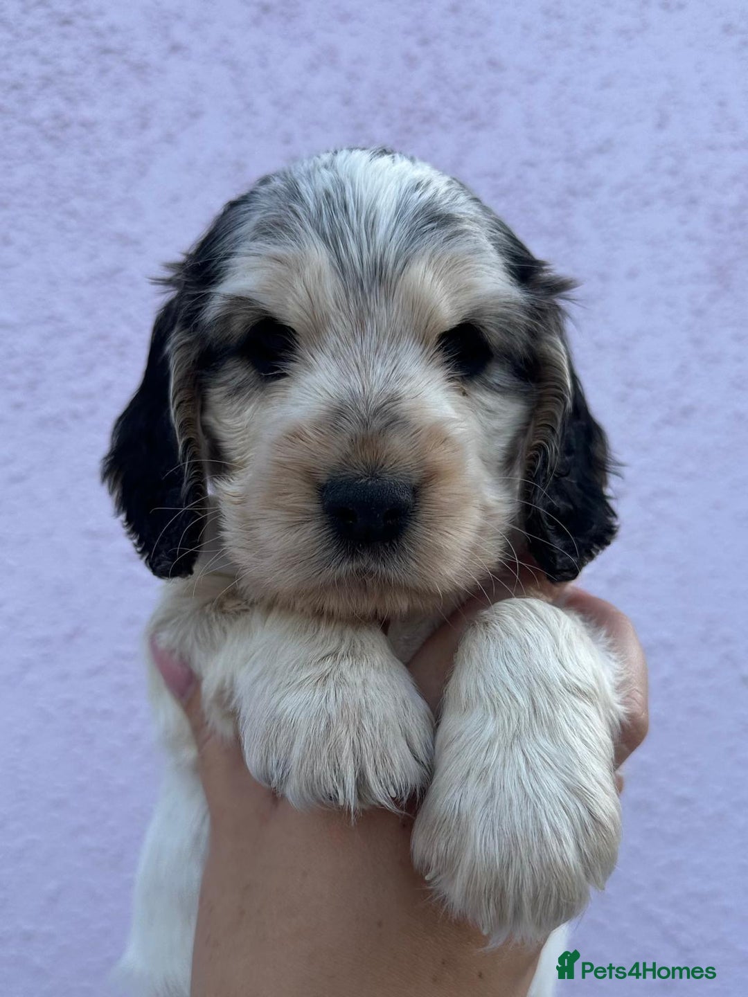 Cocker Spaniel dogs for sale: 4 Beautiful Puppies. KC Sable Show Cocker Puppies  - Image 13