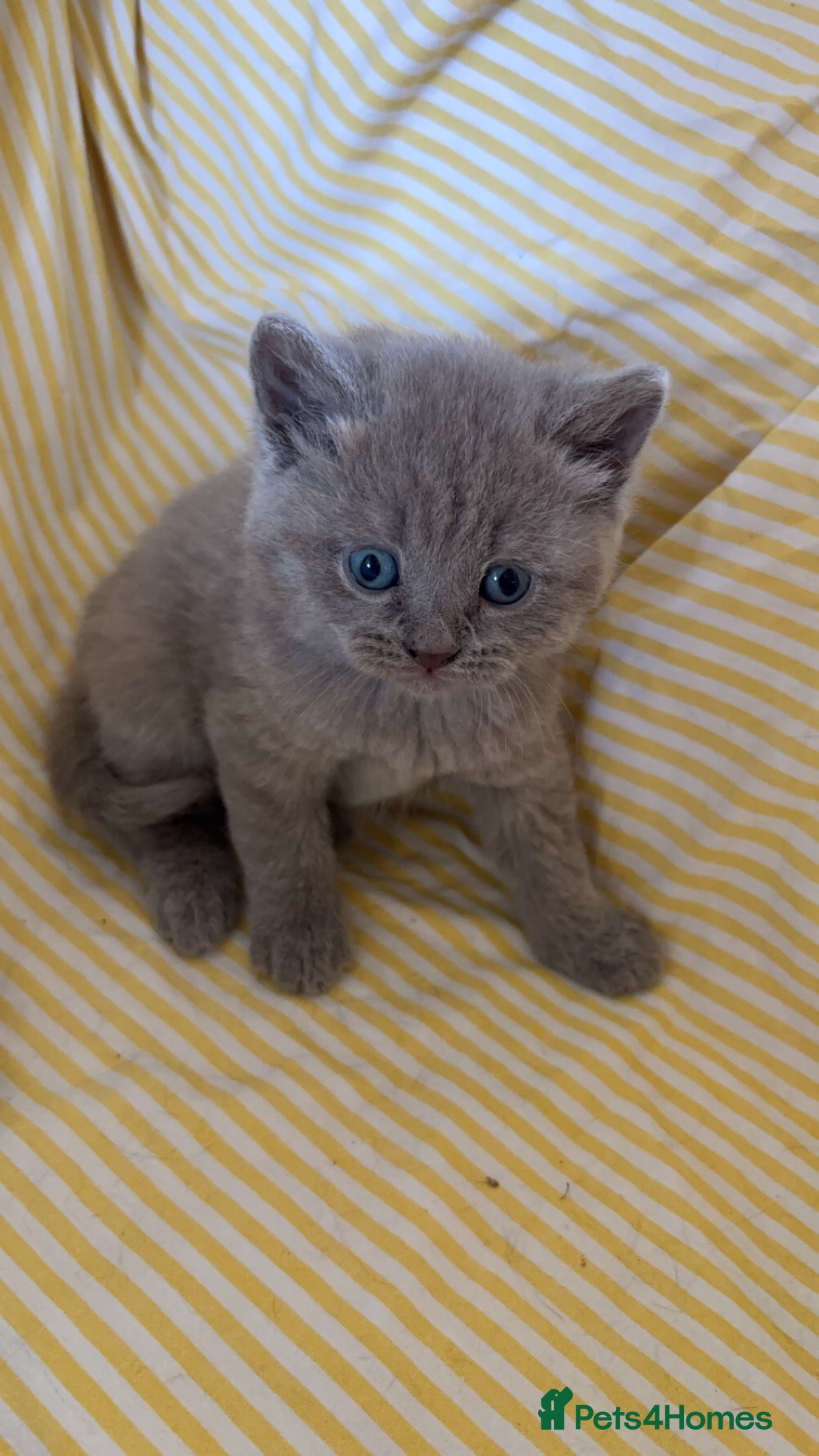 British Shorthair cats Stunning British Shorthair Kittens – Lilac & Blue - Advert 6