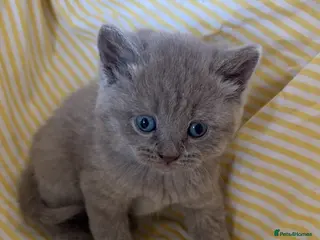 British Shorthair cats Stunning British Shorthair Kittens – Lilac & Blue - Advert 7