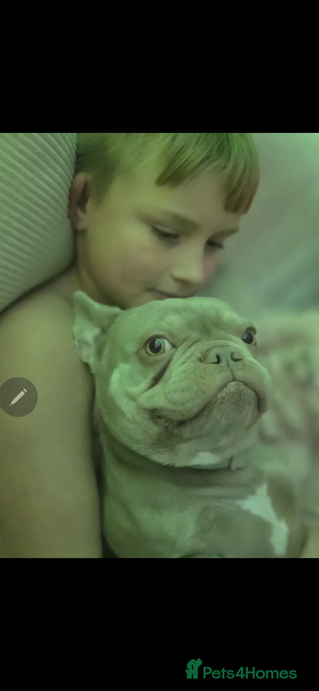 French Bulldog dogs for sale: Pure French bulldog - Advert 2