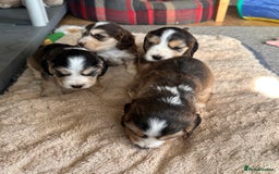 Cocker Spaniel dogs for sale: Beautiful sable puppies - Image 2