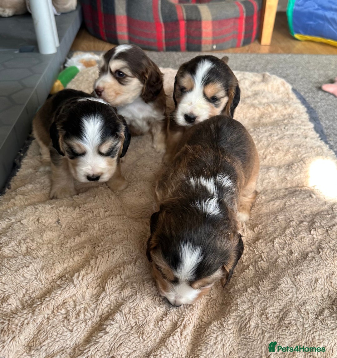 Cocker Spaniel dogs for sale: Beautiful sable puppies - Image 2