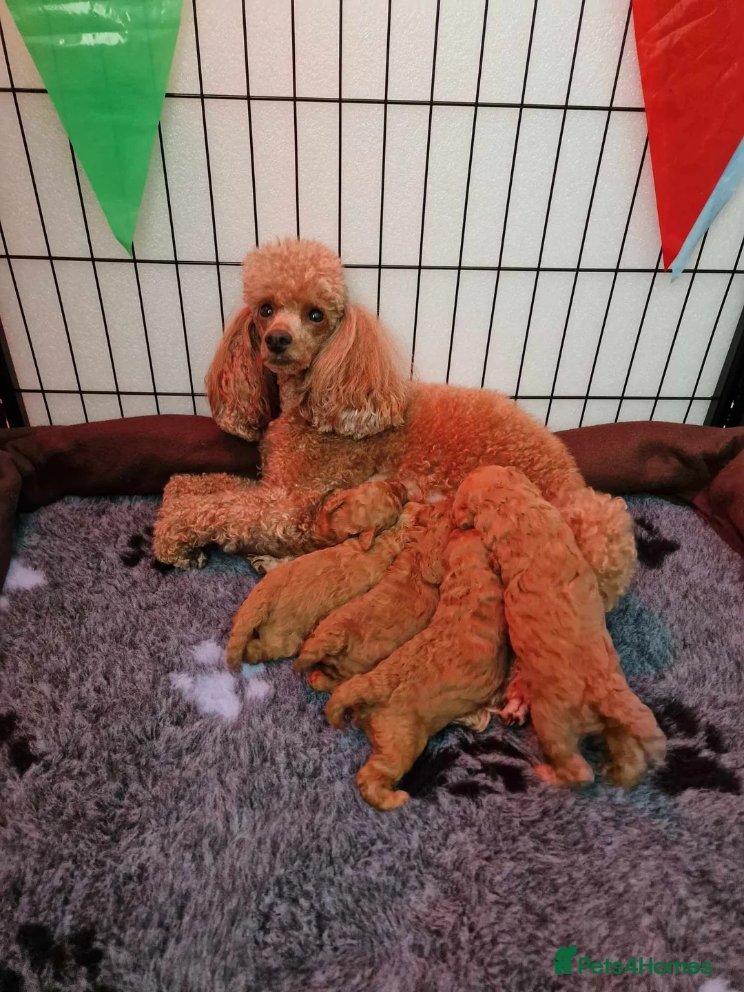 Toy Poodle dogs for stud: RUSSIAN RED TOY POODLE FOR STUD in Morpeth - Advert 3