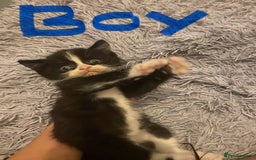 British Shorthair cats for sale: Cross half BRITISH shorthair kittens  - Advert 7