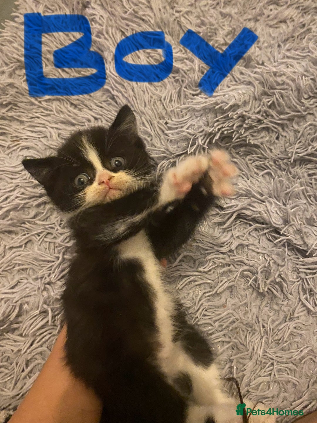 British Shorthair cats for sale: Cross half BRITISH shorthair kittens  - Advert 7