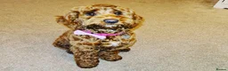 Cockapoo dogs for sale: Rehome cockapoo - Advert 5