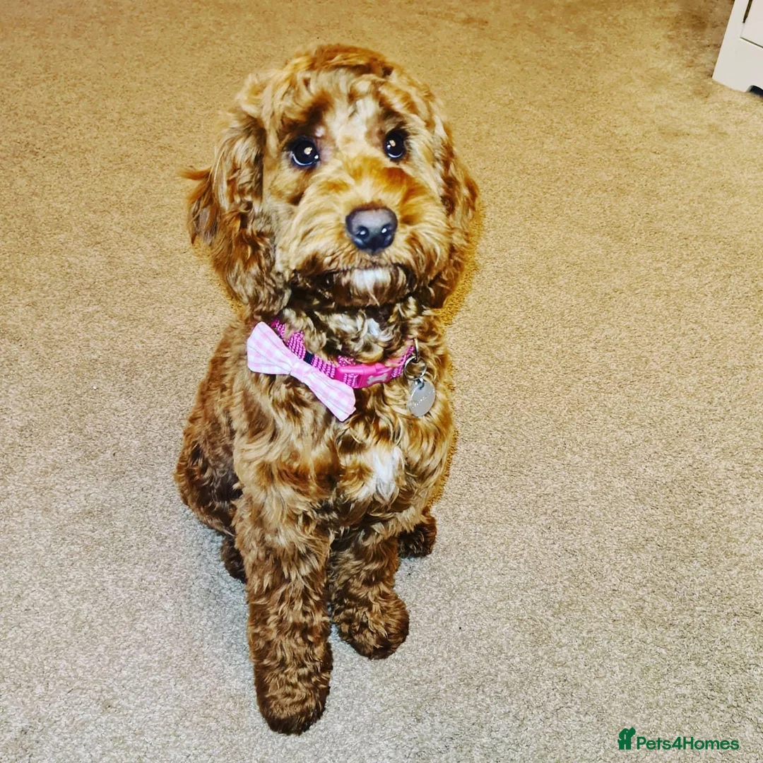 Cockapoo dogs for sale: Rehome cockapoo - Advert 5