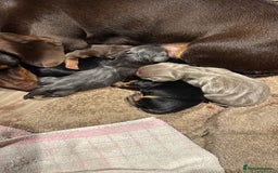 Miniature Dachshund dogs for sale: Gorgeous Mini Dachshund Smooth Puppies - Image 2