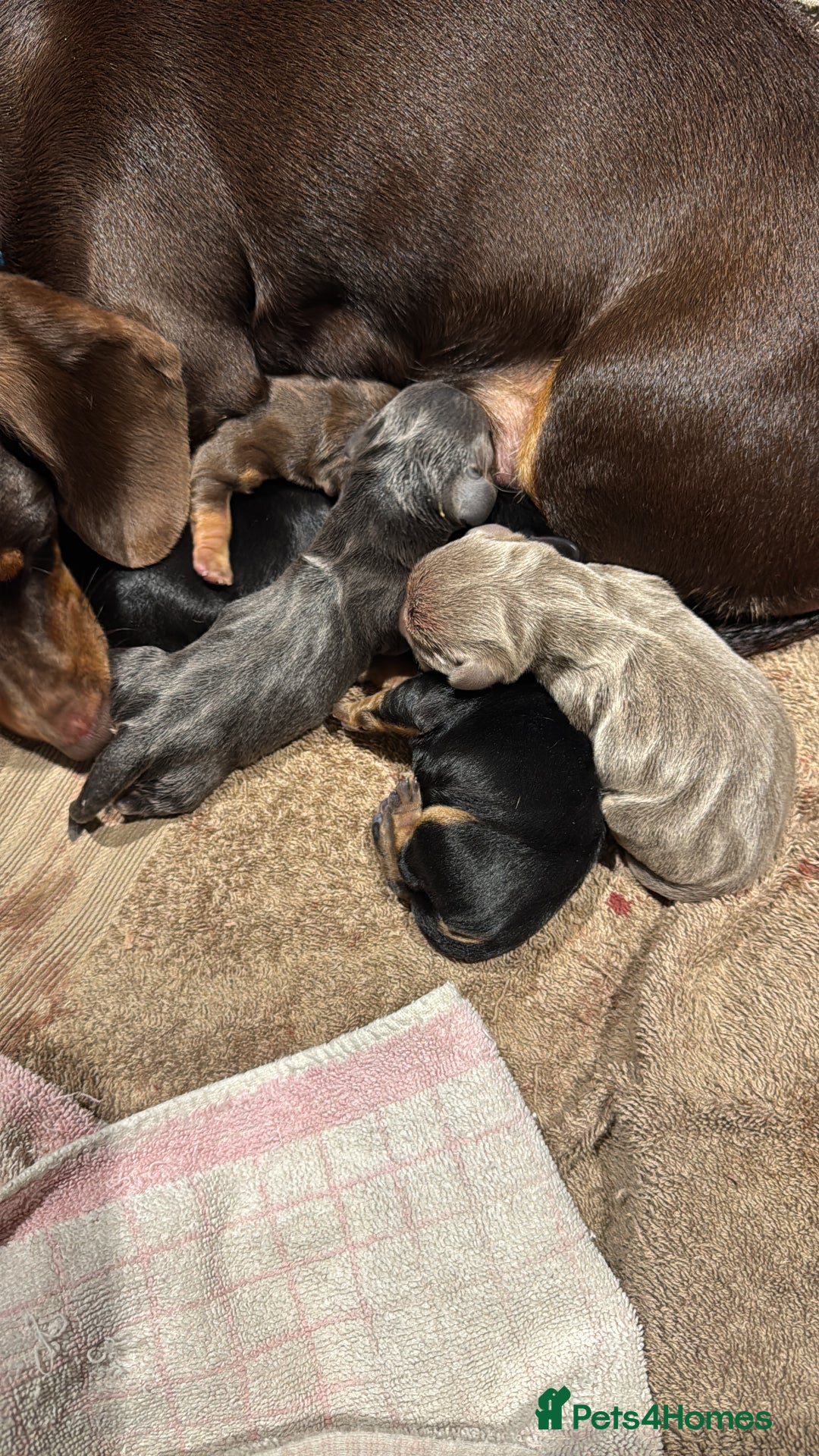 Miniature Dachshund dogs for sale: Gorgeous Mini Dachshund Smooth Puppies - Image 2