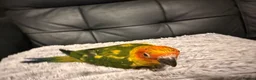 Conures birds for sale: Selling handreared baby sun conures  - Advert 8