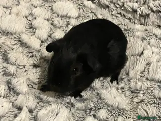 Guinea Pig rodents Purebred Black Tan guinea pigs (pair Boars) - Advert 3