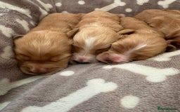 Cocker Spaniel dogs for sale: 🐾⭐️Exceptional ShowType Cocker Spaniel Puppys🐾⭐️ - Image 6