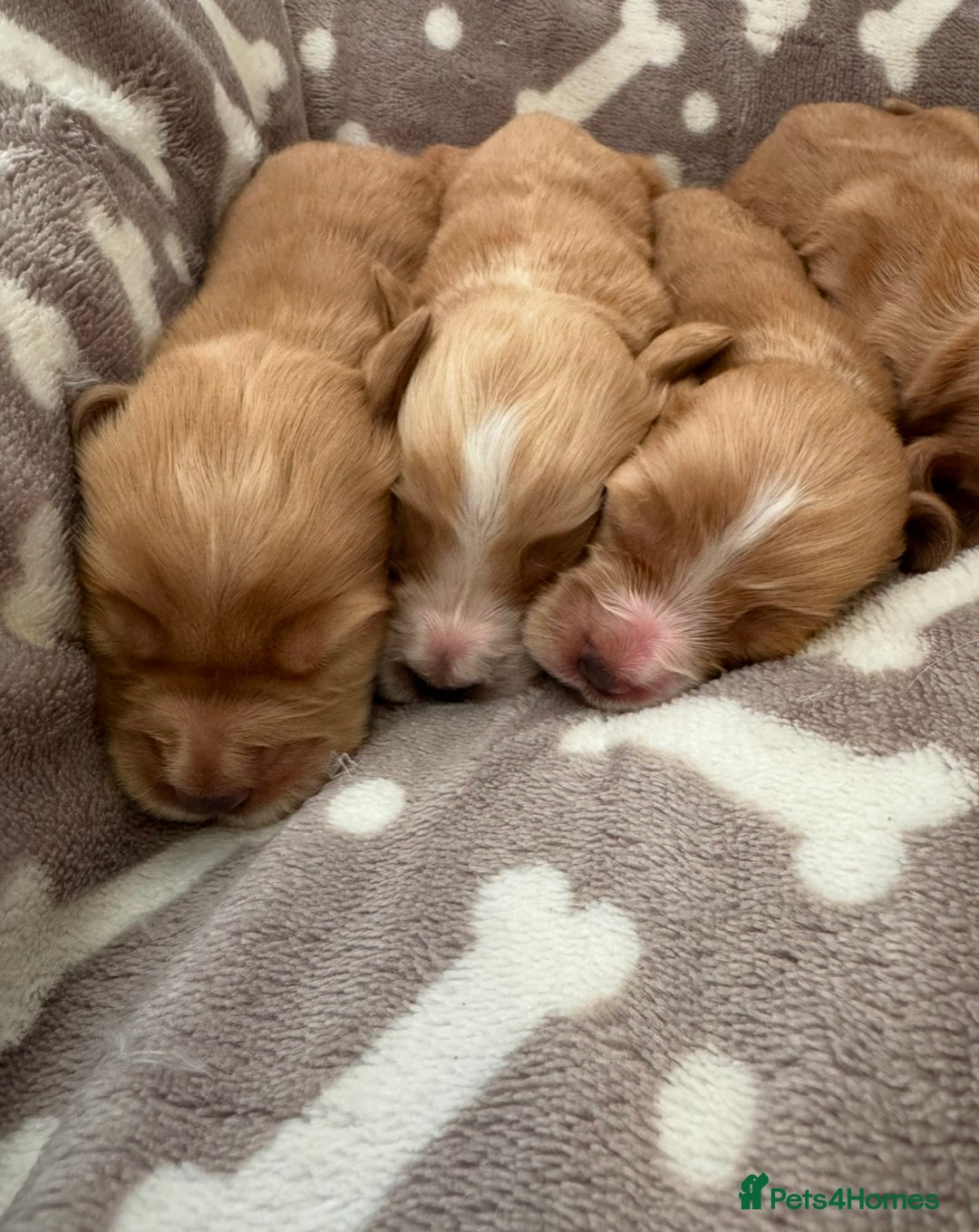 Cocker Spaniel dogs for sale: 🐾⭐️Exceptional ShowType Cocker Spaniel Puppys🐾⭐️ - Image 6