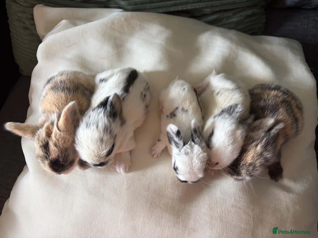 Mixed Breed rabbits for sale: 9x MINI LION LOP BUNNIES READY SEPTEMBER  - Advert 2
