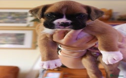 Boxer dogs for sale: KC Boxer Puppies for sale 4 Dogs 2 Bitches - Image 5