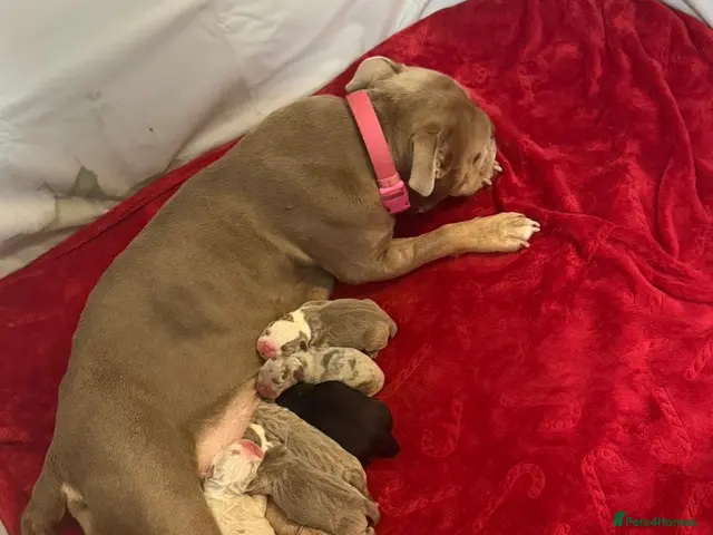 English Bulldog dogs for sale: VERY RARE 6 ENGLISH BULLDOGS - Advert 1
