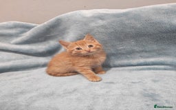 Mixed Breed cats for sale: Beautiful kittes Videos - Advert 9