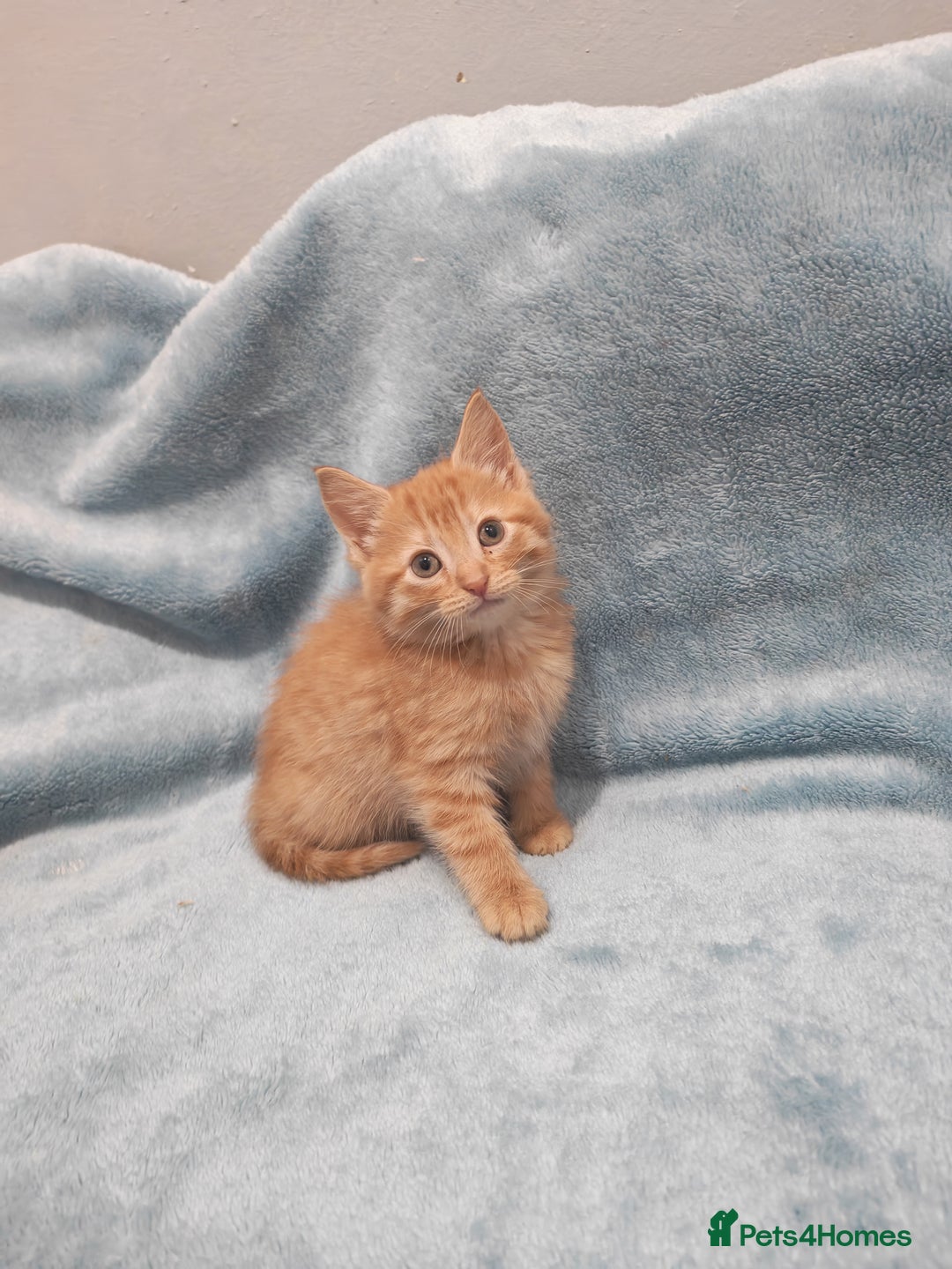 Mixed Breed cats for sale: Beautiful kittes Videos - Advert 9