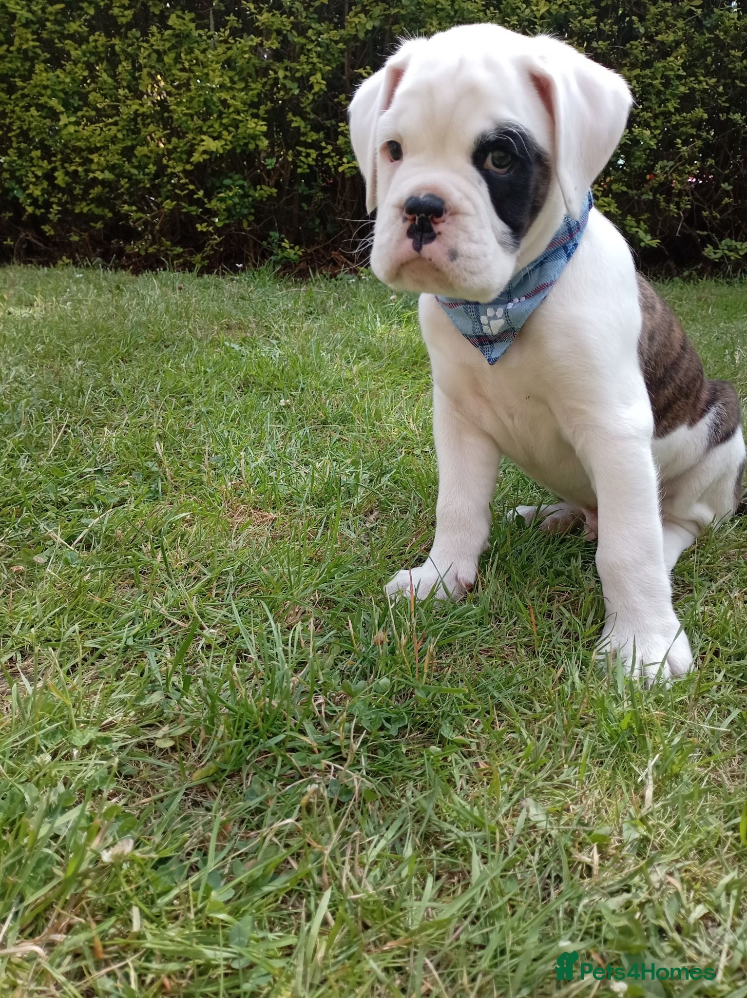 Boxer dogs 9 week old boy boxer x english bulldog - Advert 2