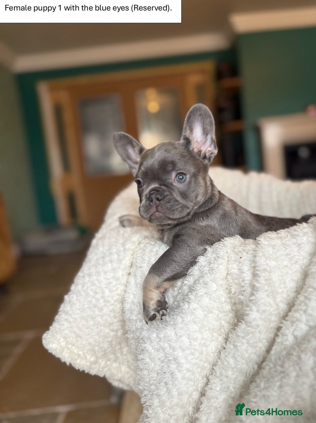 French Bulldog dogs for sale: KC Registered French Bulldog puppies for sale - Image 9