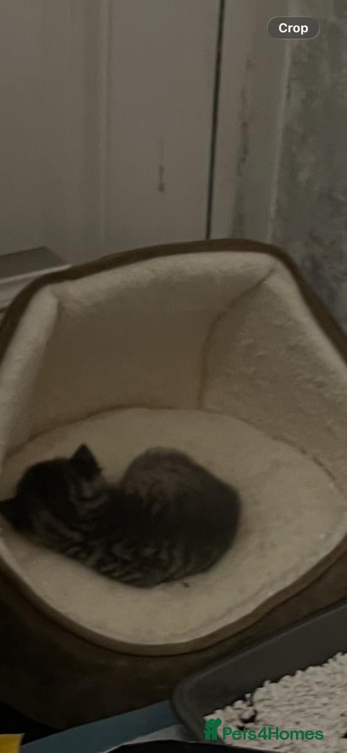 Mixed Breed cats for sale: Cat,s - Advert 3