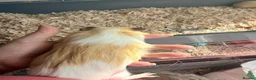 Guinea Pig rodents for sale: 16 baby guinea pigs - Advert 33