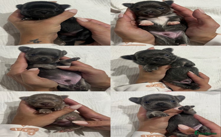 Chihuahua dogs Stunning Chihuahua Puppies ⭐️ - Advert 13