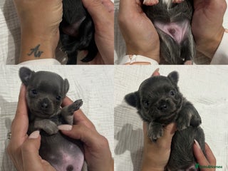 Chihuahua dogs Stunning Chihuahua Puppies ⭐️ - Advert 16