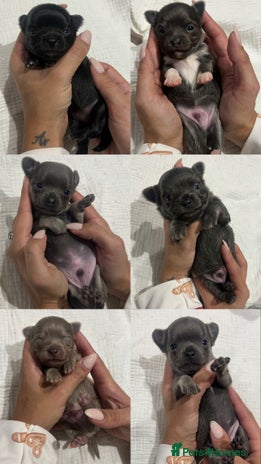 Chihuahua dogs Stunning Chihuahua Puppies ⭐️ - Advert 13