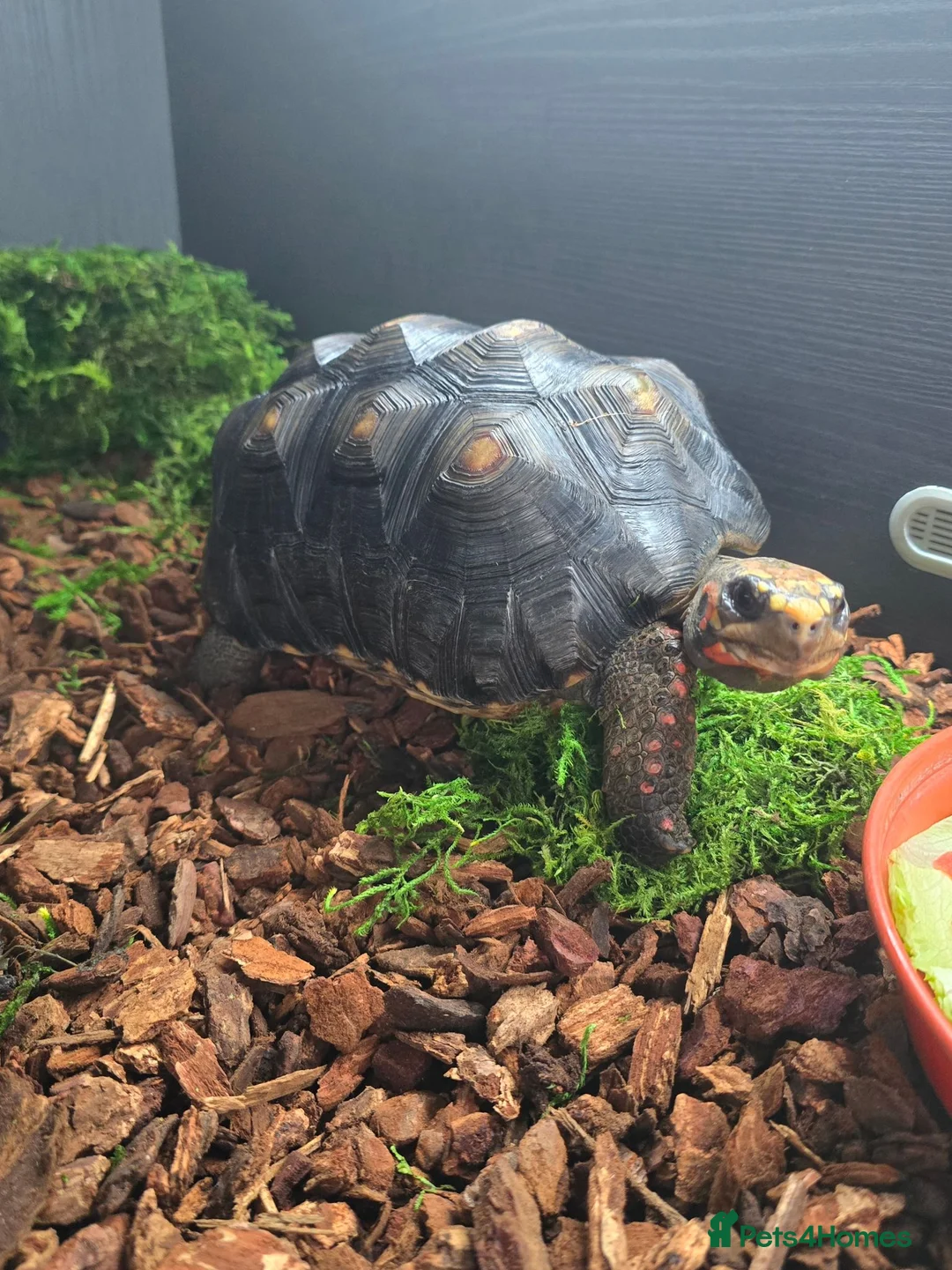 Tortoise reptiles for sale: Red-Footed Tortoise Toby | 6 years old, Full Setup in Chatham - Advert 1