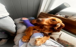 Cocker Spaniel dogs for stud: Proven Working Red Cocker Spaniel STUD - Advert 3