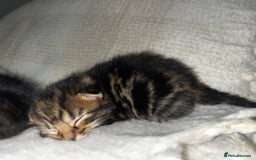 Mixed Breed cats for sale: 4 male kittens ready around 16/10!! - Image 5